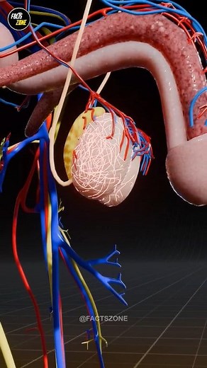 Why a Slight hit to the Testicles hurt so Bad? 🥲 #science #sciencefacts #viralreelsfb #testicles #knowledge #facts #amazingfacts #biology #fypシ゚viralシ #waheguruji🙏 | FACTS ZONE