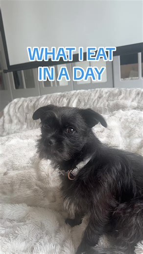 Bad Belly Kelly's What I Eat in a Day: A Culinary Journey with Cory's World