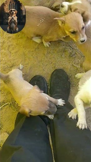 street dog pray: Where should I go, please show me the way.#trendingshort #cute #dog #puppy #short