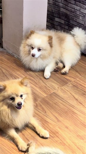 How many dogs are there? All so well-behaved for a minute.