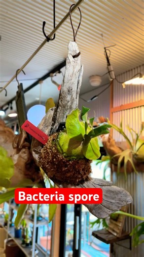 【ビカクシダ品種紹介】P. Bacteria spore 流木付け、板も良いけど流木も凄く良いです。 #plants