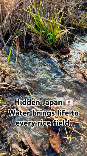 The Water That Brings Life to Japan’s Rice Fields 🇯🇵🌾