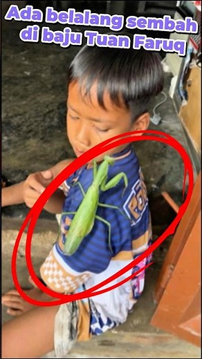 There is a big praying mantis #davidsunairi #minivlog #funny #villagechildren