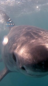 Great White Comes For A Look #greatwhiteshark #greatwhite #shark @gopro | White Shark Ocean