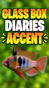 The Glass Box Diaries Accent Explained!