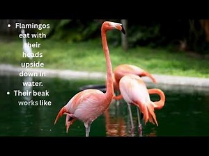 Amazing Flamingo Facts 🦩 | Pink Bird Secrets You Won’t Believe!