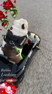 176K views · 17K reactions | It’s me Bubba … #lookingforadate...