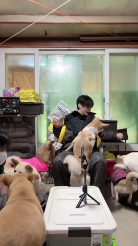 유기견 봉사활동을 통해 행복한 강아지 만들기