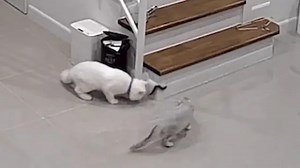 Pet cats stop a poisonous intruder