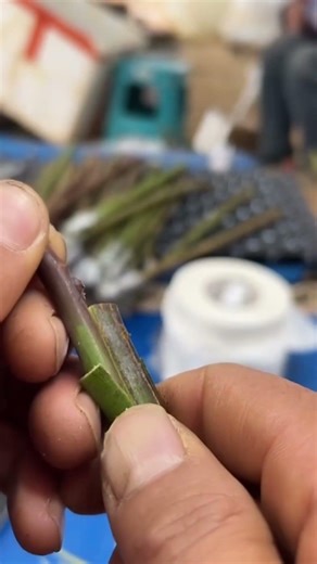 Spring Graft Tutorial｜Tutorial Injerto Primavera｜春接ぎ木解説｜봄 접목 설명