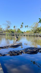 4.6K views · 1.6K reactions |  Gatorland in Orlando, Florida...