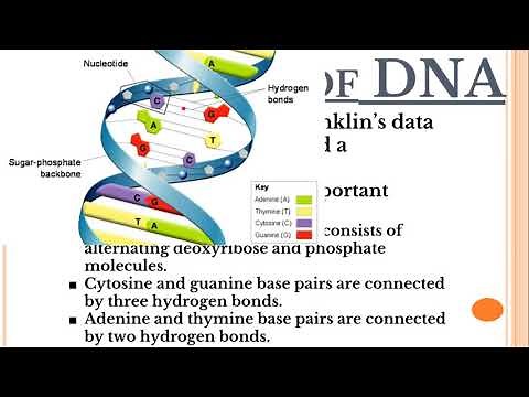 DNA Structure: Watson, Crick, Franklin and Wilkins