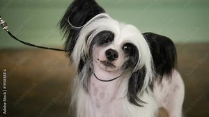 Chinese Crested dog posing in studio. Close-up. Slow motion video.