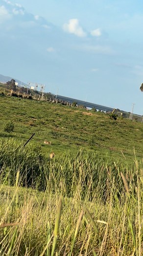 15 reactions | Zeus and the rabbit  藍 #goldenretriever @highlight #rabbit | Say Pru | Facebook