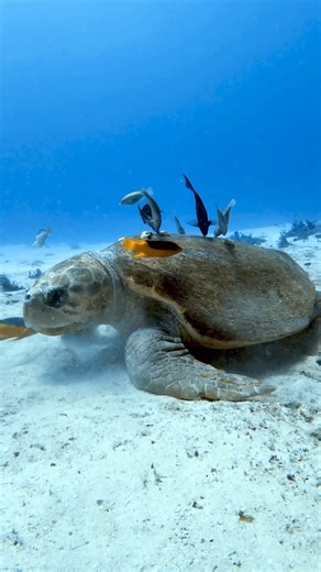Who knew even the tough guys like loggerhead sea turtles enjoy a day at the spa? Check out this big fella getting his shell cleaned by his fishy entourage. Everyone deserves a little R&R, right? 🐢💆‍♂️ #SpaDay #TurtleTLC #turtle #turtles #turtlesofinstagram #turtleturtle #turtlelife #turtlelover #turtlelove #turtlelovers #turtlegram #turtletime #turtleday #turtle🐢 #sdidivers #buceo #scubadiver #scuba#gopro #diving #scubadiving #scubadivers #cozumel #goprofamily #tortuga #tortugas #marinelife #