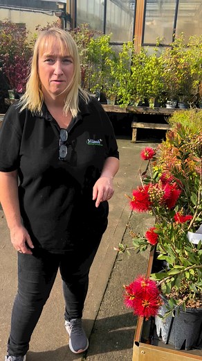 Here is the beautiful Callistemon plant commonly known as the bottle brush. See ya soon in Milands Co Galway. | Milands Garden Centre, Florist & Capolatte Cafe