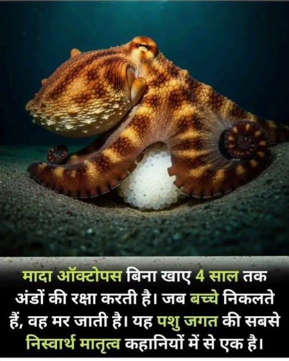 important facts about octopus| The Selfless Mother Octopus Protecting Her Eggs #octapus