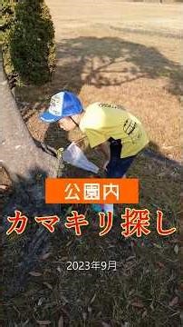 成長動画S202309_公園でゆるゆる虫（カマキリ）探し #shorts