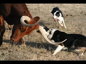 Catching Bucking Bulls