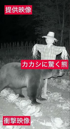【提供映像】急に動き出したカカシに驚く熊の瞬間映像！#熊 #野生動物 #監視カメラ #自然映像 #野生の記録 #動物観察 #山の暮らし #環境記録 #熊の行動 #自然の瞬間 #Shorts