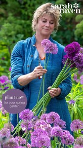 Now is the perfect time to plan and prepare your perfect spring garden. Our beginner-friendly blooms are the best of the season, so it's never been easier to ready, set, grow! 🌻 | Sarah Raven