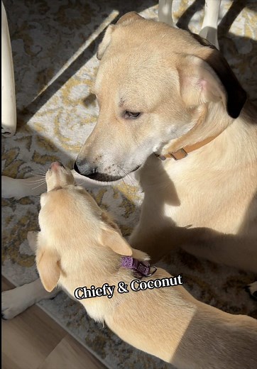 Chief the Menace Who Loves Our Foster Dogs