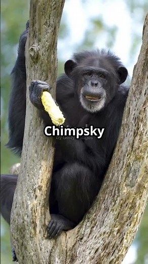 Longest sentence ever by a Chimp: Give orange me give eat orange me eat orange give me eat orange