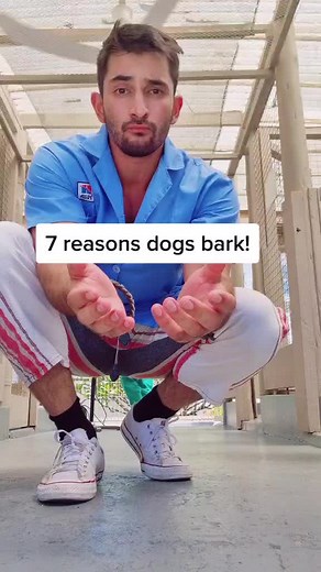 Understanding the Reasons Why Dogs Bark