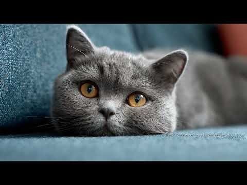 Playlist(cat purring) - Adorable Kitten Relaxing 😻✨