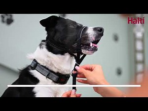 How to measure and fit the Halti Headcollar