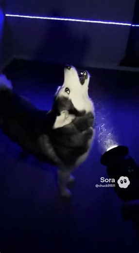 ABDUCTED BY ALIENS! 👽My Husky Thinks The Vacuum Cleaner is an UFO! (10 Seconds of Pure Terror)#asmr