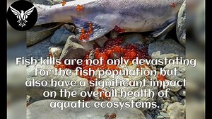 The Importance of Protecting Our Aquatic Ecosystems Understanding Fish Kills