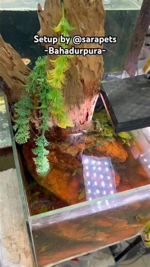 ❤️ #arowana #aquarium #fishkeeping #aquascape #viral #fishshorts #trending #guppyfish #breeding #og