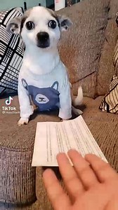 2.9K views · 231 reactions | “Now Hiring” and “Help Wanted” signs everywhere, companies offering to pay for college, giving a bonus just to show up for an interview… what’s going on here? Let me ask this little guy…. He reminds me of Biscuit Elizabeth Taylor. | Yolanda Harris 10TV | Facebook