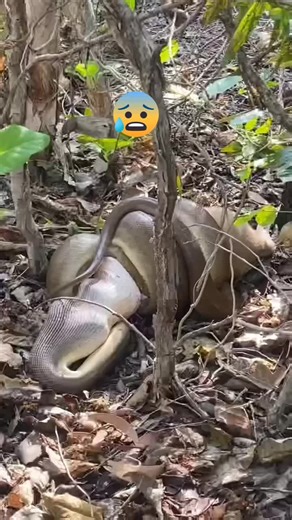 Python Constricting Prey in Lush Forest Environment