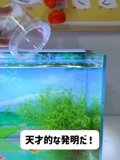 天才的な発明だ メダカやグッピーの繁殖に超便利な水槽用隔離ケース 稚魚や魚卵を親魚から分けて保護 ゼブラフィッシュベタにも適応水槽内に簡単設置可能です #グッピー #熱帯魚飼育 #稚魚育成 #水槽用品 #アクアリウム