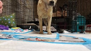 Back to RESCUE WORK Charity wanted to say hi to everyone. | PAWS