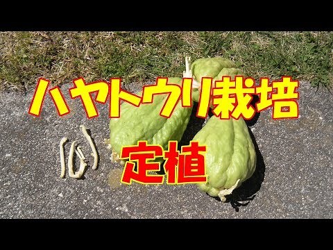 ハヤトウリ栽培・定植