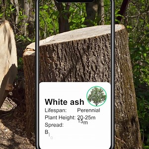 42K views · 56 reactions | Instantly identify 10,000+ plant species. ‍鹿Plant disease auto diagnosis.Detailed plant care tips. | PictureThis | Facebook