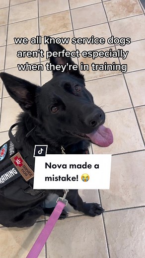 Service Dog Mistakes and Distraction Training