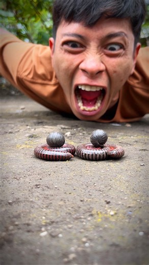 Don’t Be Angry, this is the best camouflage of the cute twin millipedes and the cute twin Armadillo