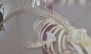 "Somehow there's been this mystery whale out there." Scientists have discovered a new species of whale washed ashore on the island of St. George, Alaska. It's never been seen alive and is yet to be named. http://cnn.it/2awzOKf | CNN