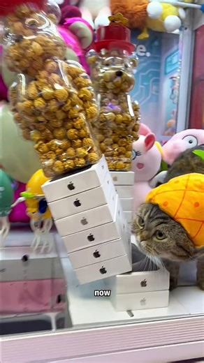 Pet Claw Machine Day 47 #clawmachine #arcade | Claw Frenzy