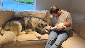 Giant Dogs Meet Baby Brother For The First Time! (Cutest Ever!!) | Life with malamutes