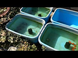 金魚の屋外飼育 青水→水換え→更水