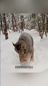 地球不只是我們人類的家，而是所有生靈共有的！#動物解說#紅外相機下的動物朋友們 #大自然 #動物世界