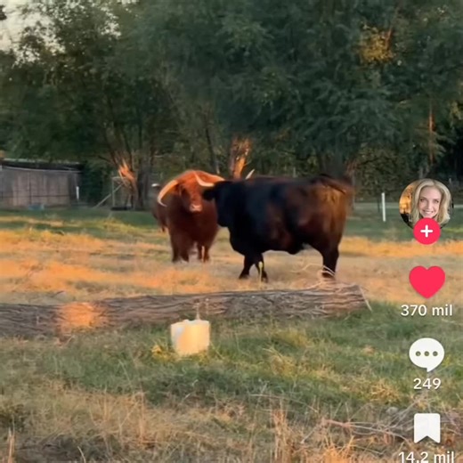 hoy amaneci con ganas de j0der a su padre😅 #cow #creatorsearchinsight #?gach️atrend💗