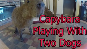 8K views · 725 reactions | Here is a video of JoeJoe the Capybara learning to play with two dogs. | Joejoe the Capybara | Facebook