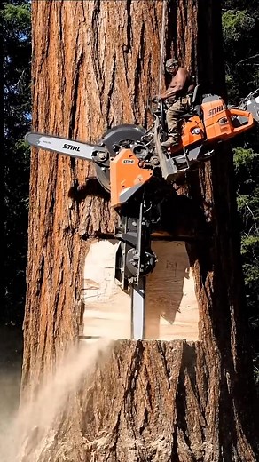 10K views · 39 reactions | This big guy is operating a giant dual-bladed chainsaw to cut down a rare tree | CutSentry | Facebook