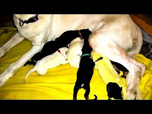 White German shepherd gives birth to rare lime green puppy